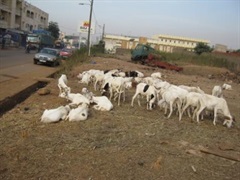 Ferme des animaux